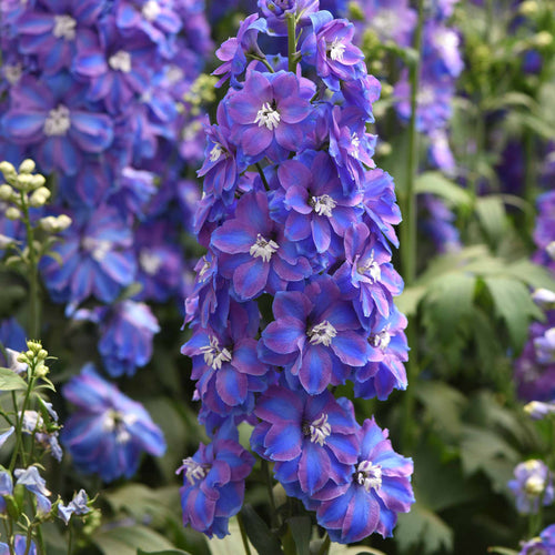 Delphinium Seeds - Guardian Blue