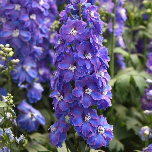 Delphinium Seeds - Guardian Blue