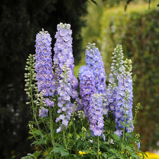Delphinium Seeds - Guardian Lavender