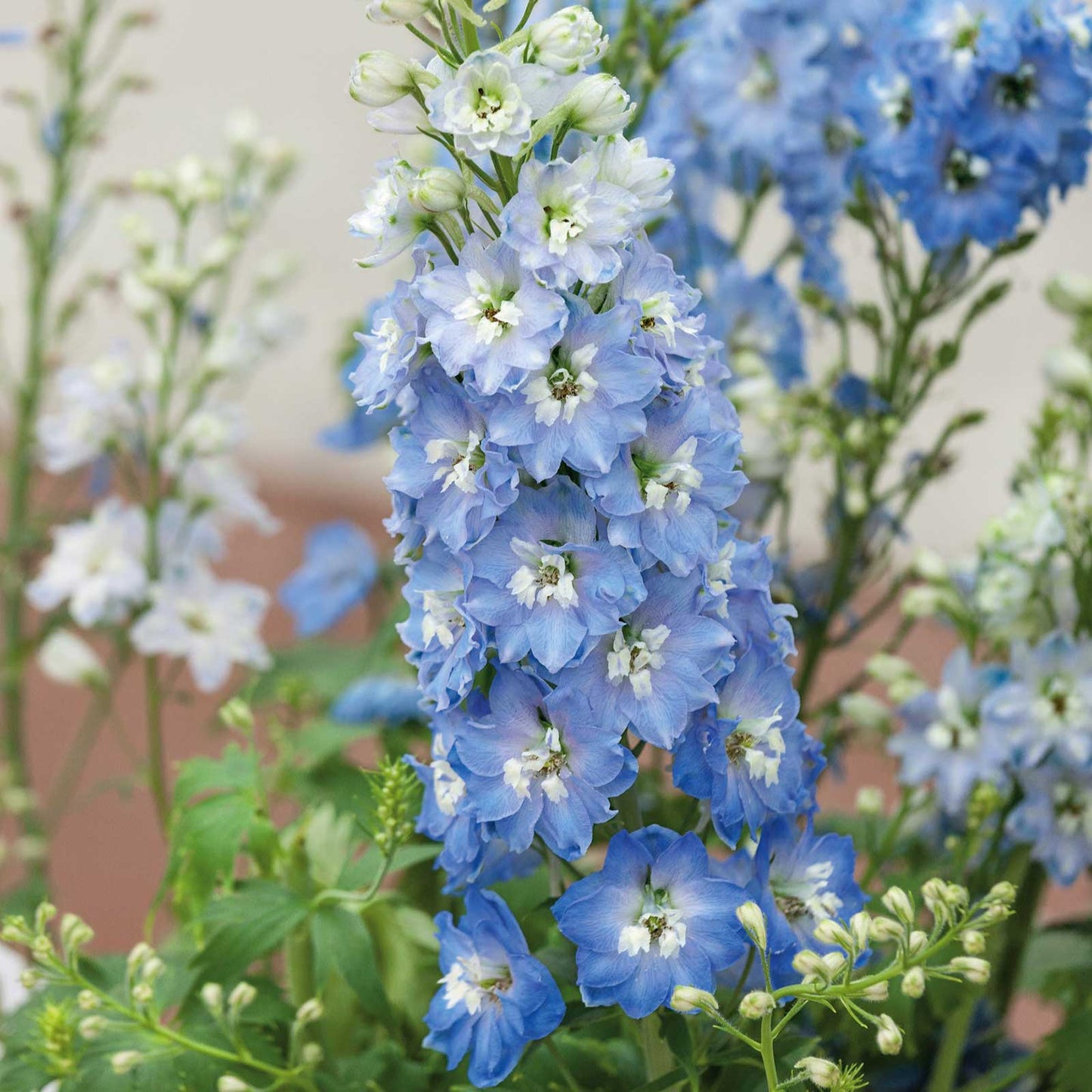 Delphinium Seeds - Light Blue White Bee