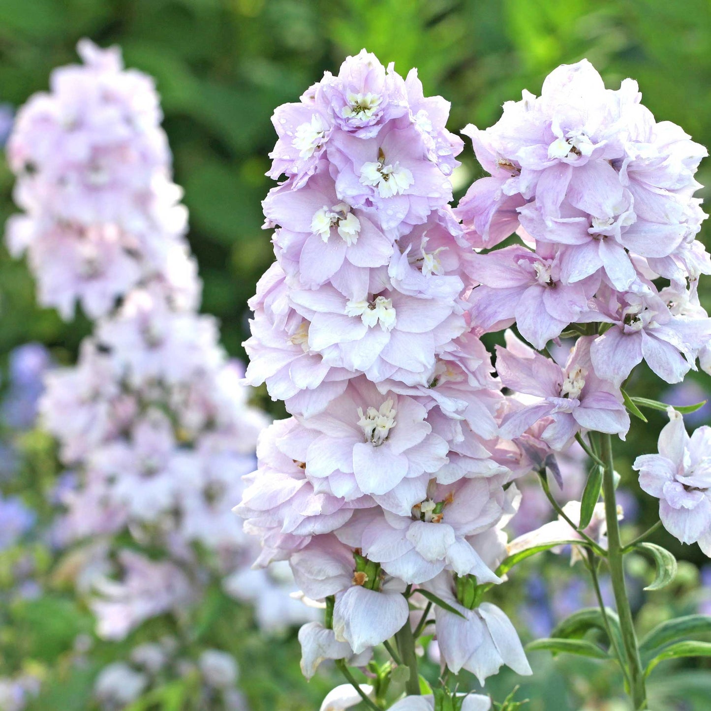 Delphinium Seeds - Magic Fountains Cherry Blossom White Bee