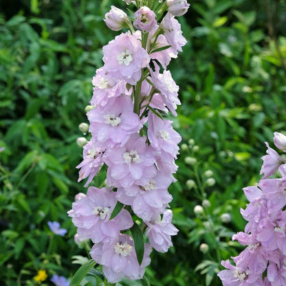 Delphinium Seeds - Magic Fountains Cherry Blossom White Bee