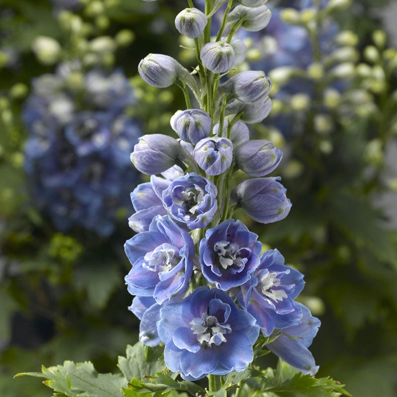 Delphinium Seeds - Magic Fountains Sky Blue White Bee