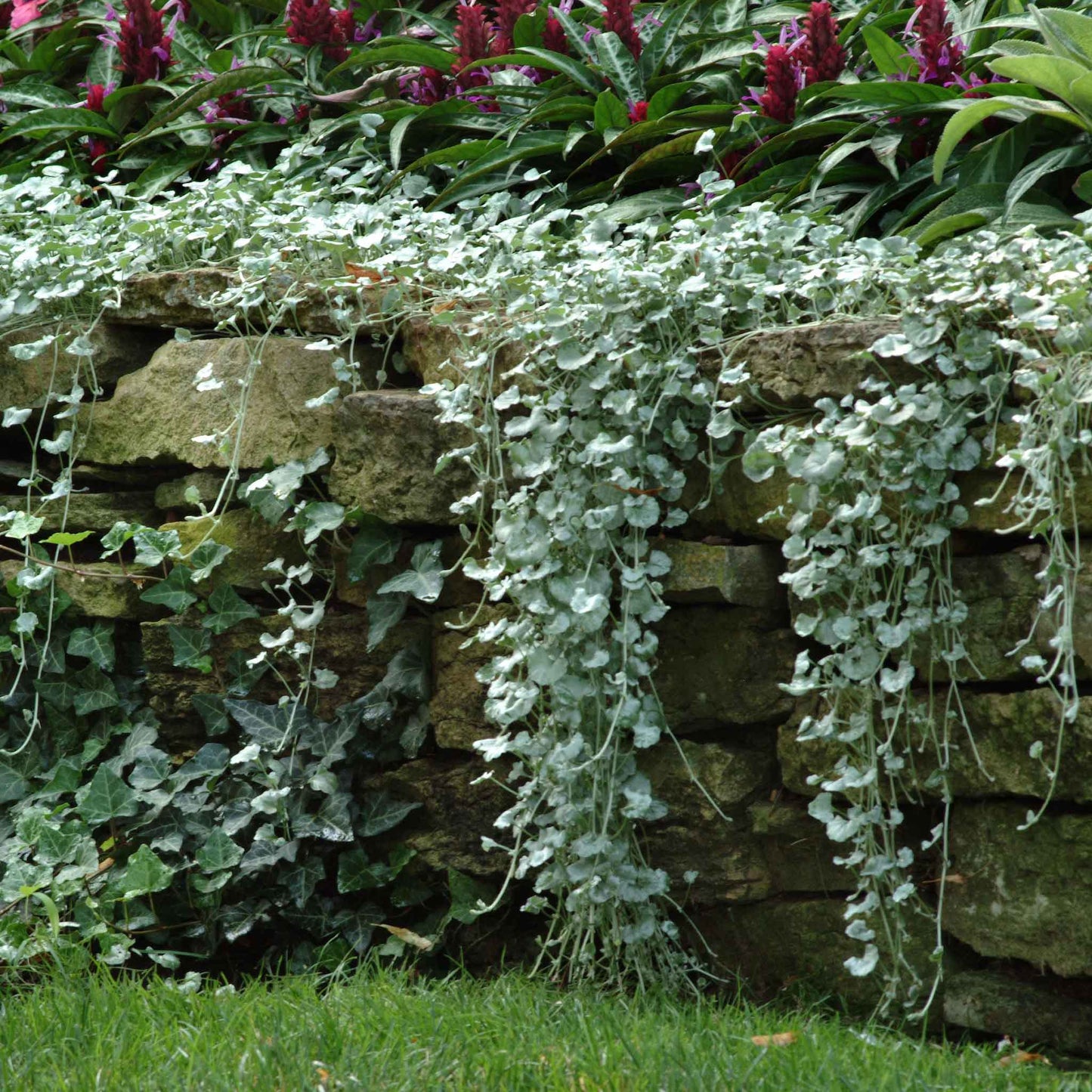 Dichondra Seeds - Silver Falls