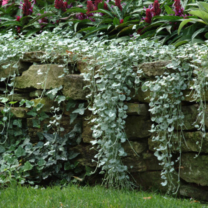 Dichondra Seeds - Silver Falls