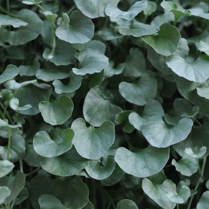 Dichondra Seeds - Silver Falls