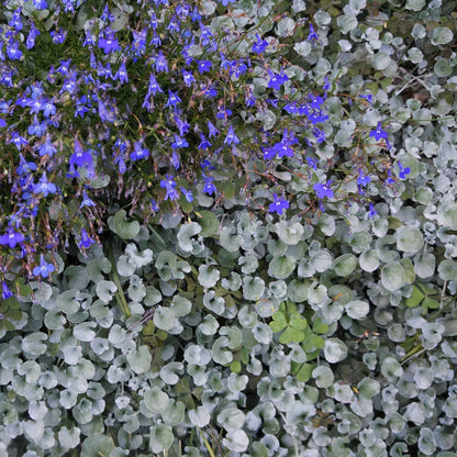 Dichondra Seeds - Silver Falls
