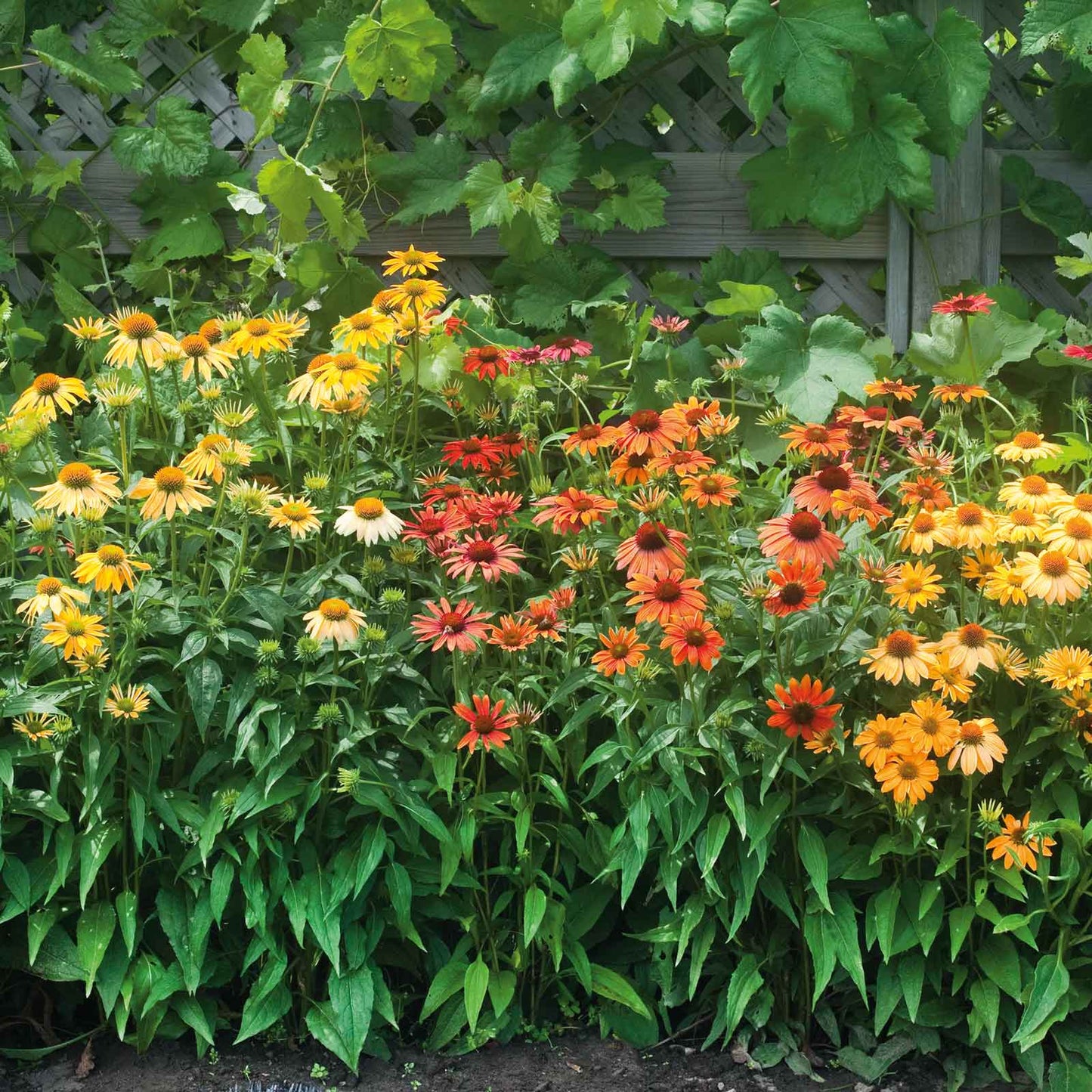 Echinacea Roots - Cheyenne Spirit