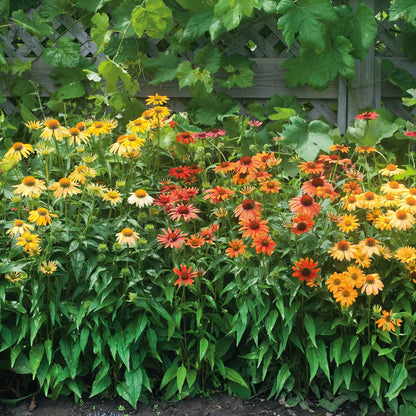 Echinacea Roots - Cheyenne Spirit