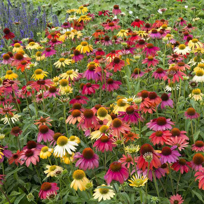 Echinacea Roots - Cheyenne Spirit