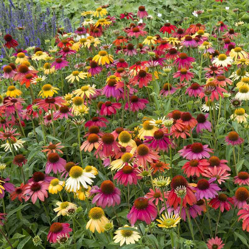 Echinacea Roots - Cheyenne Spirit