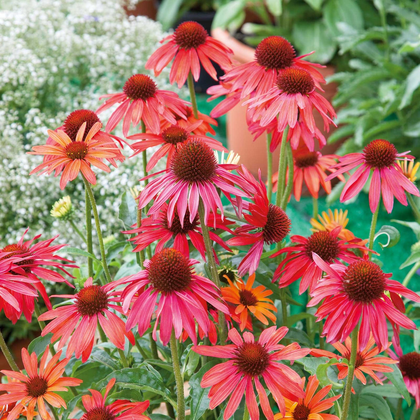 Echinacea Roots - Hot Summer