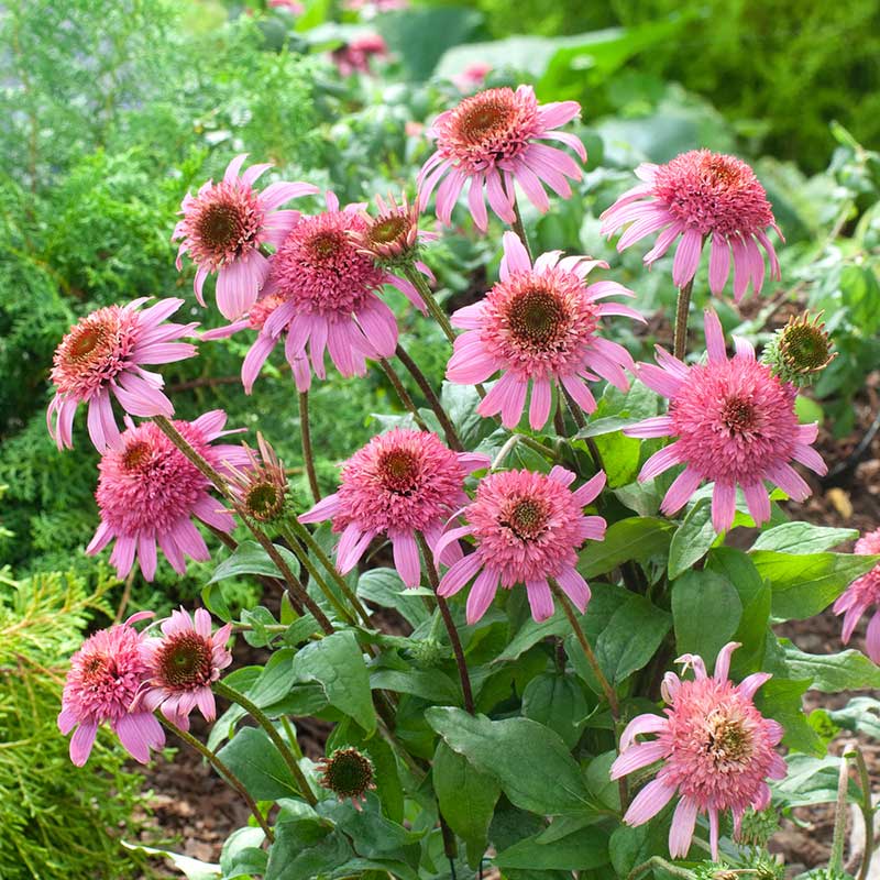 Echinacea Roots - Pink Double Delight