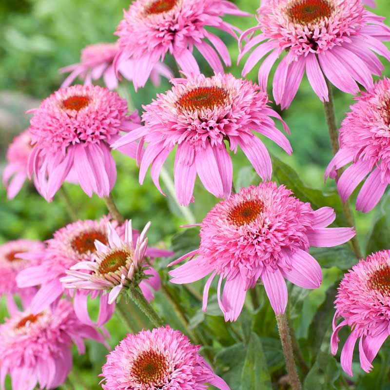 Echinacea Roots - Pink Double Delight