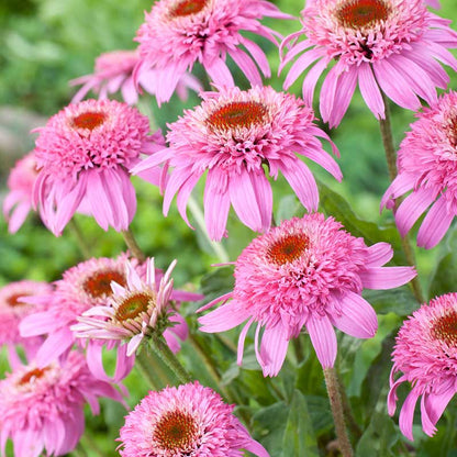 Echinacea Roots - Pink Double Delight