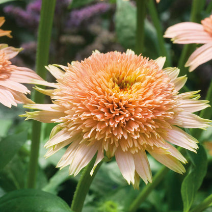 Echinacea Roots - Supreme Cantaloupe