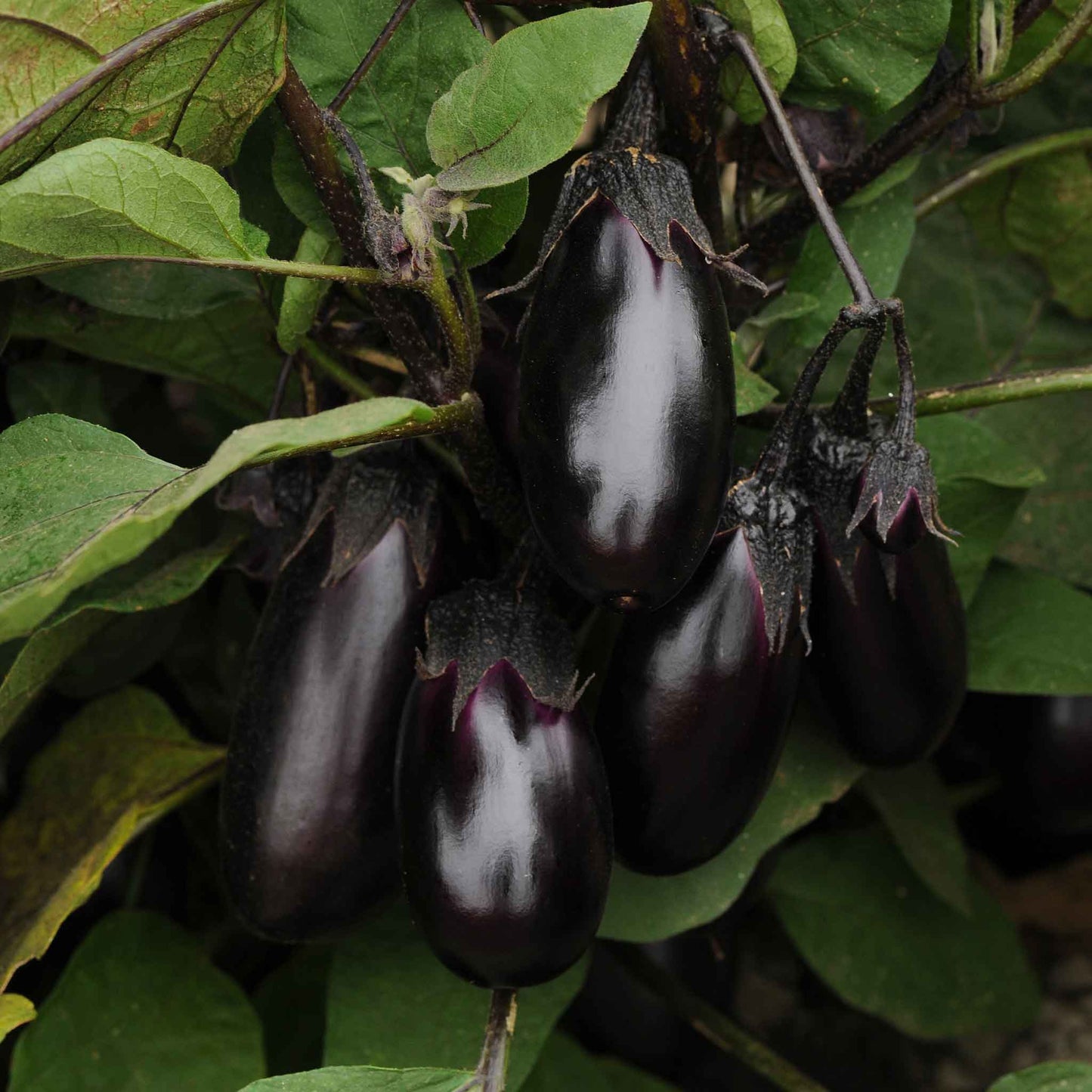 Eggplant Seeds - Patio Baby