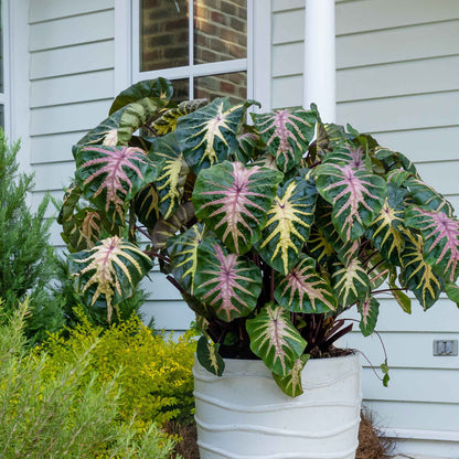 Elephant Ear Bulbs - Royal Hawaiian® Waikiki