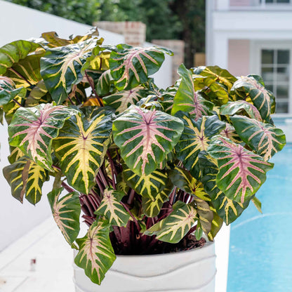 Elephant Ear Bulbs - Royal Hawaiian® Waikiki