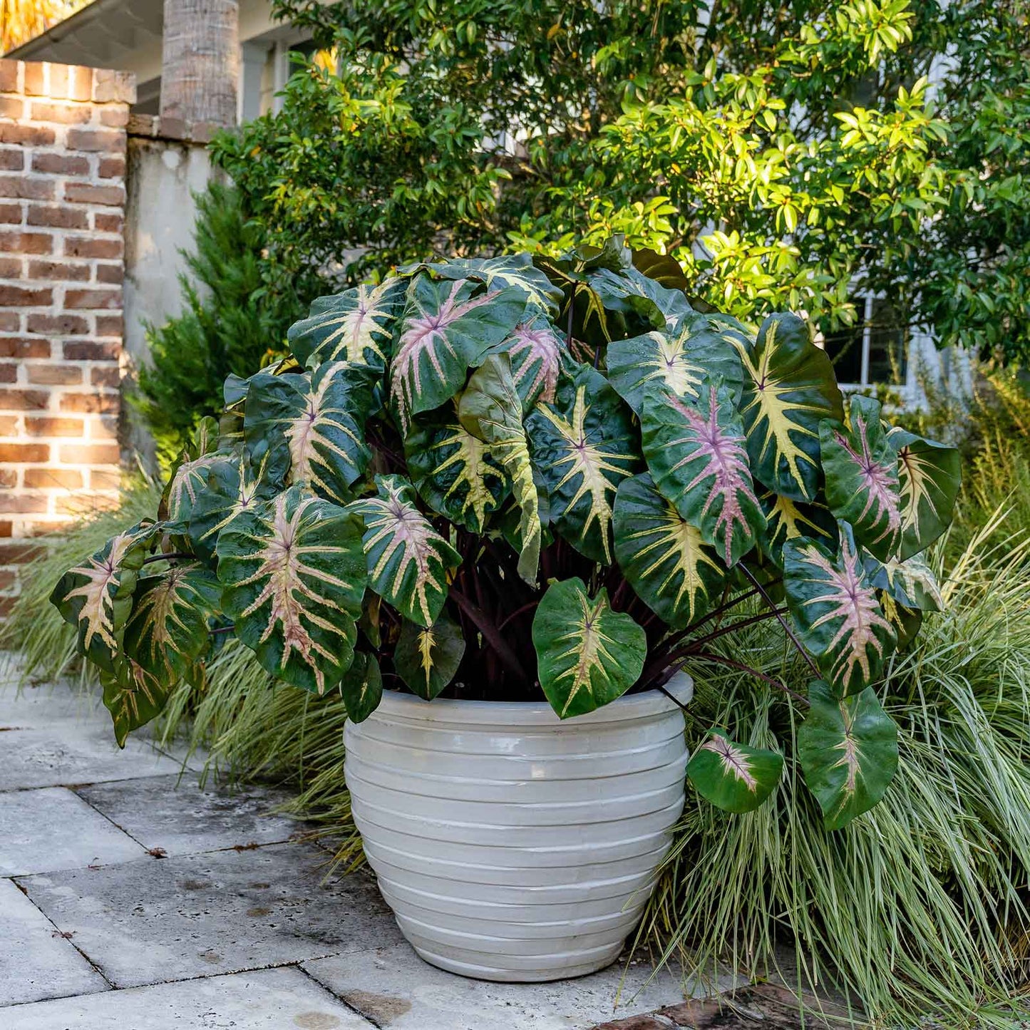 Elephant Ear Bulbs - Royal Hawaiian® Waikiki