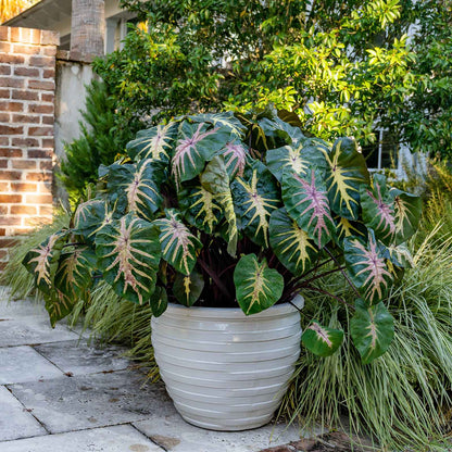 Elephant Ear Bulbs - Royal Hawaiian® Waikiki