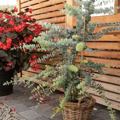 Eucalyptus Seeds - Baby Blue Bouquet