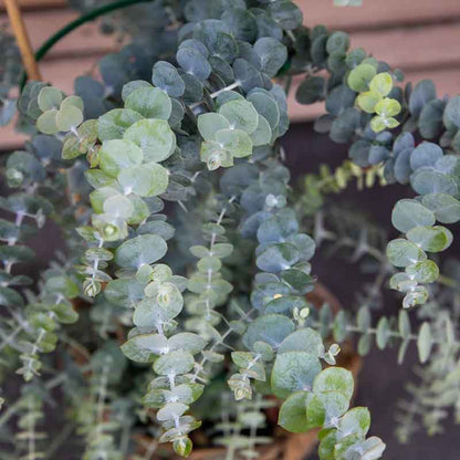 Eucalyptus Seeds - Baby Blue Bouquet