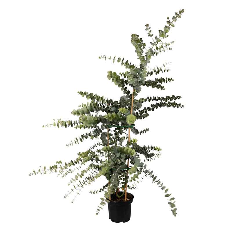 Eucalyptus Seeds - Baby Blue Bouquet