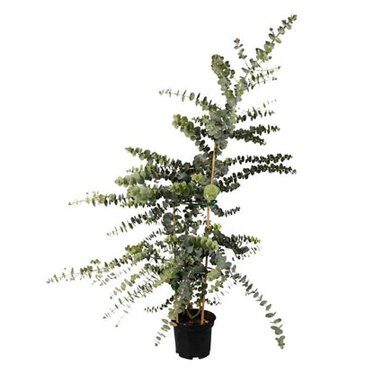 Eucalyptus Seeds - Baby Blue Bouquet