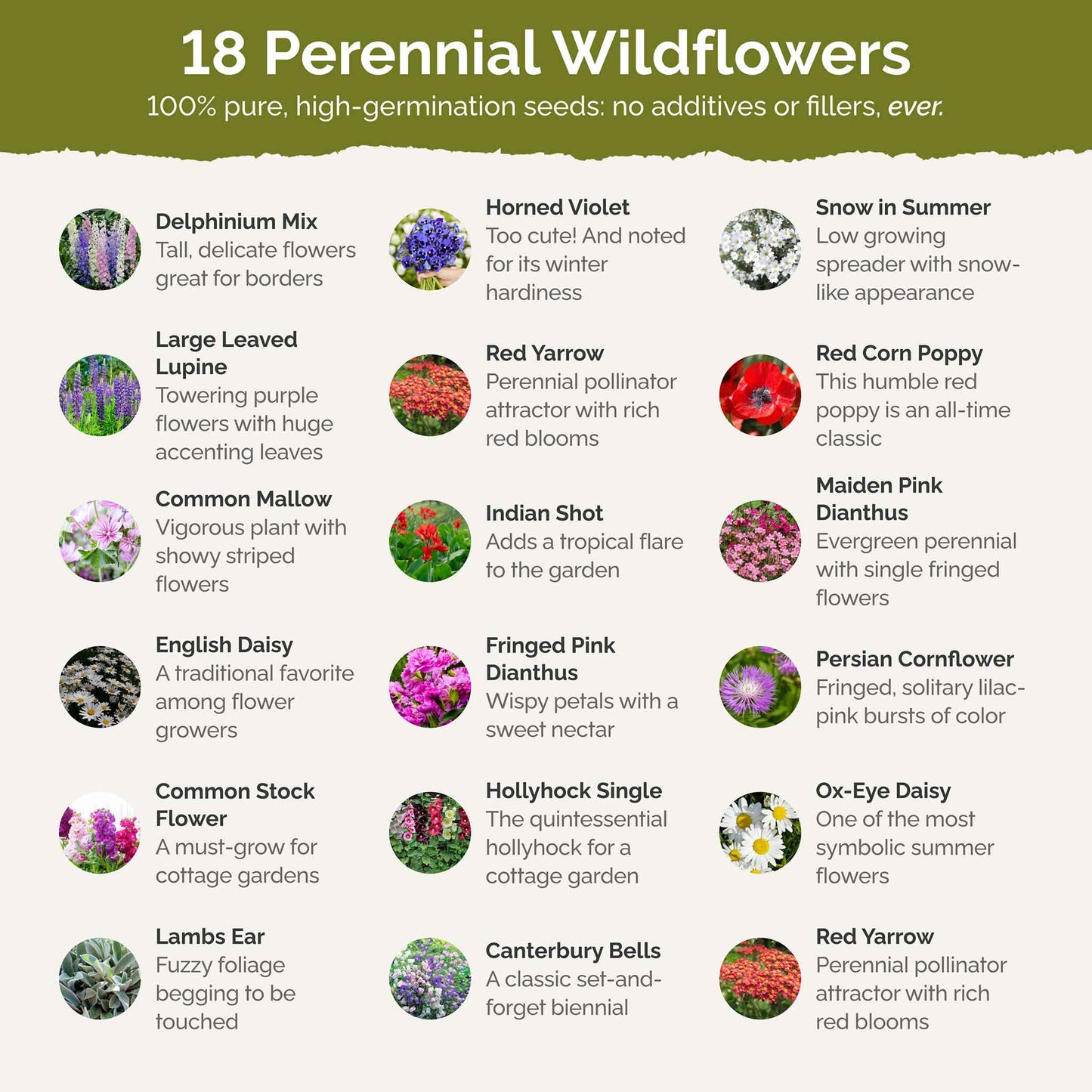 First Year Flowering Perennial Wildflower Seed Mix