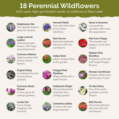 First Year Flowering Perennial Wildflower Seed Mix