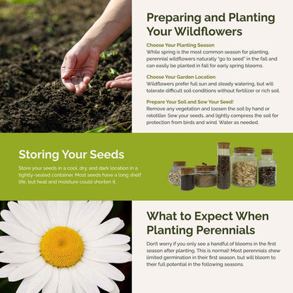 First Year Flowering Perennial Wildflower Seed Mix