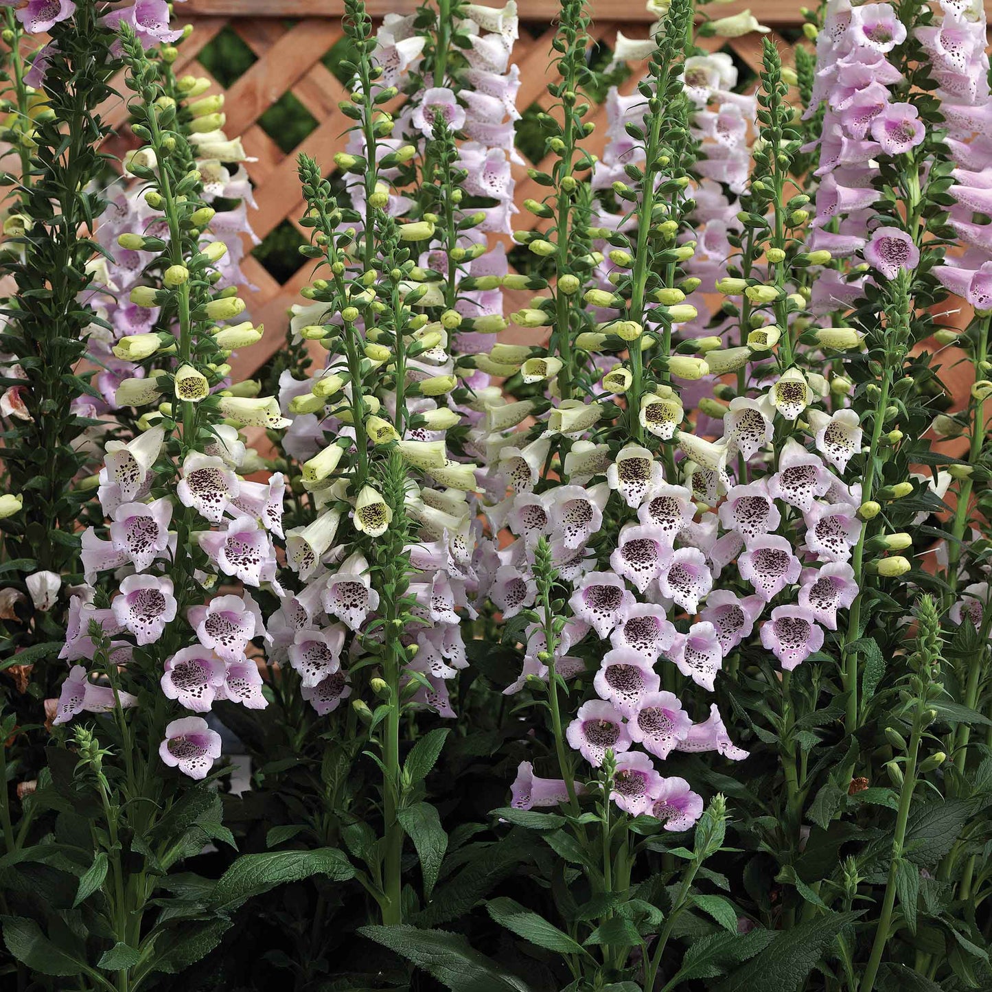 Foxglove Seeds - Camelot Lavender