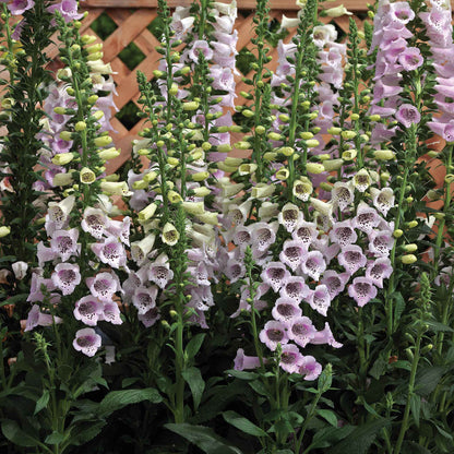 Foxglove Seeds - Camelot Lavender