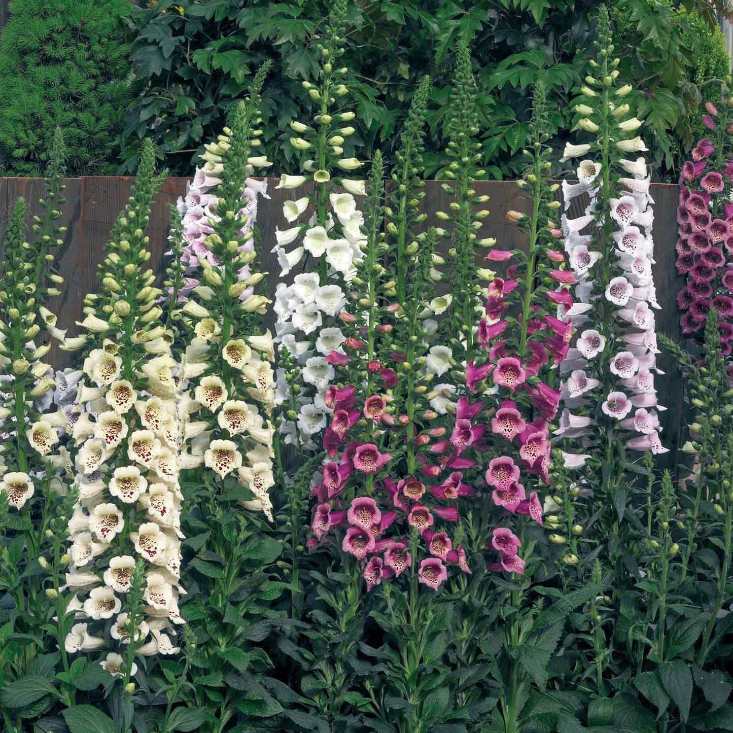 Foxglove Seeds - Camelot Mix
