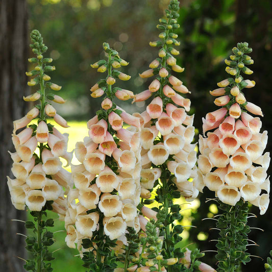 Foxglove Seeds - Dalmatian Peach