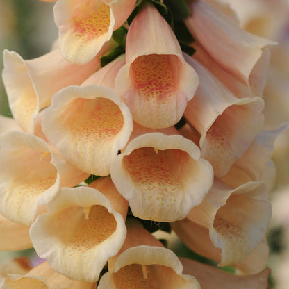Foxglove Seeds - Dalmatian Peach