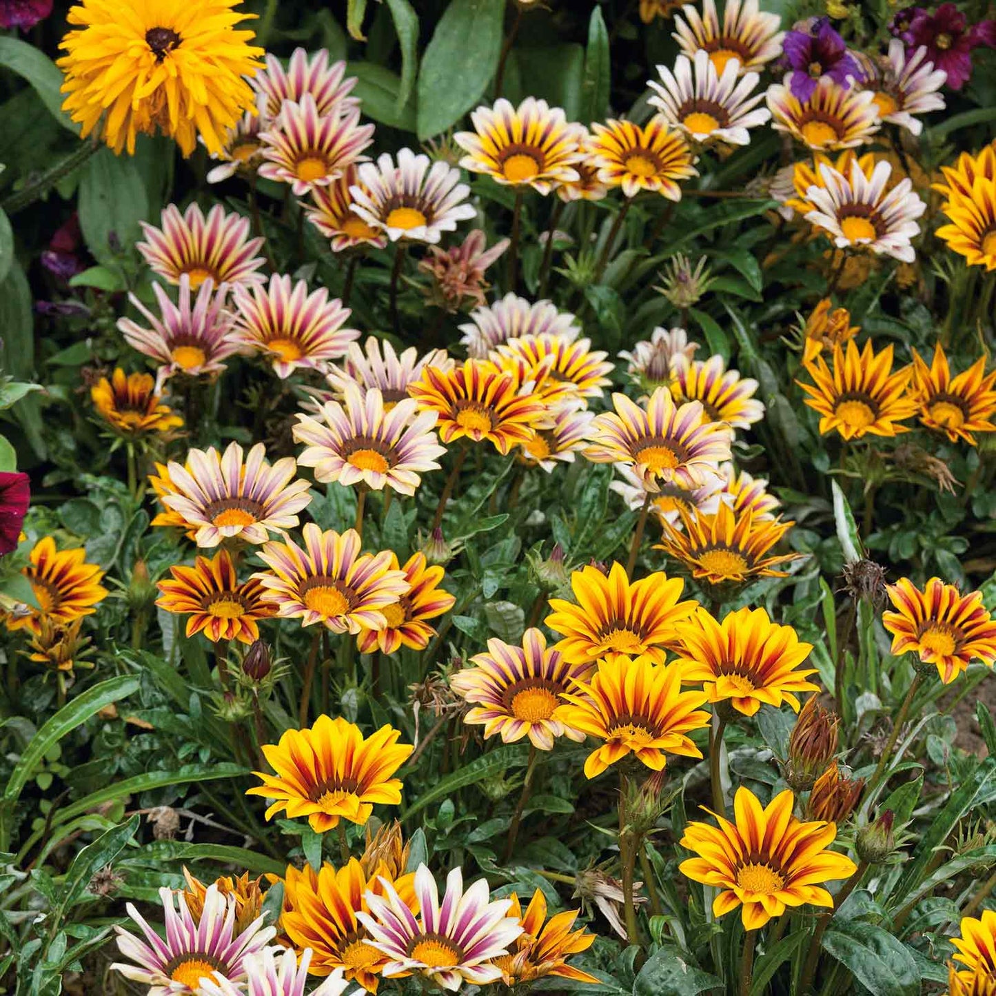 Gazania Seeds - Sunshine Mix
