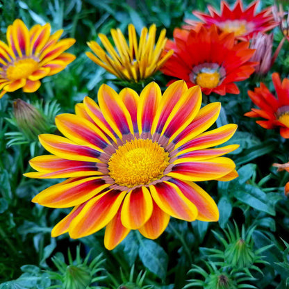 Gazania Seeds - Sunshine Mix