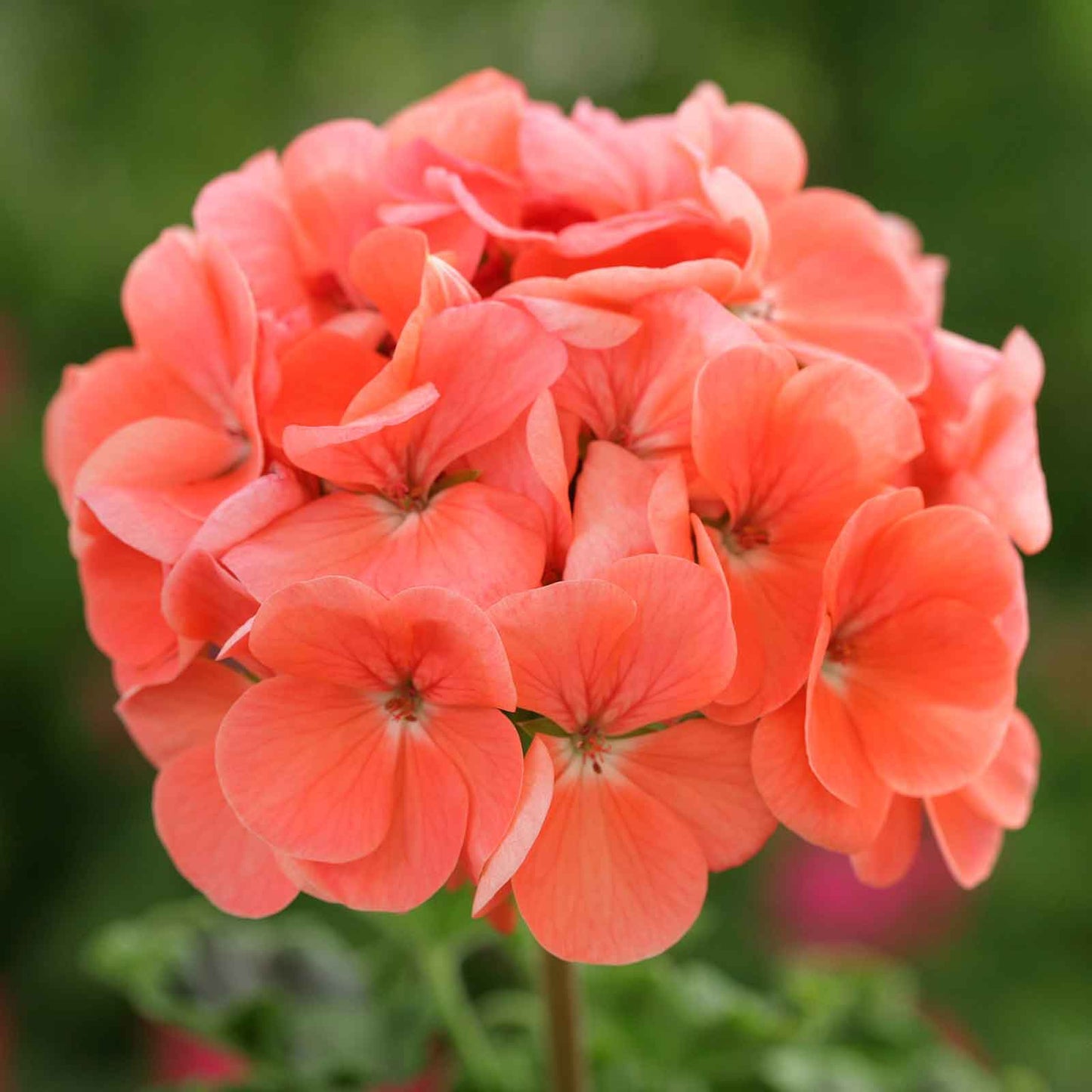 Geranium Seeds - Horizon Deep Salmon