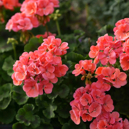 Geranium Seeds - Horizon Deep Salmon