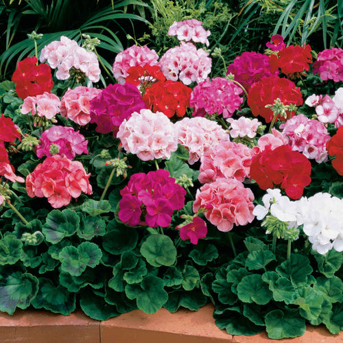 Geranium Seeds - Maverick Mix