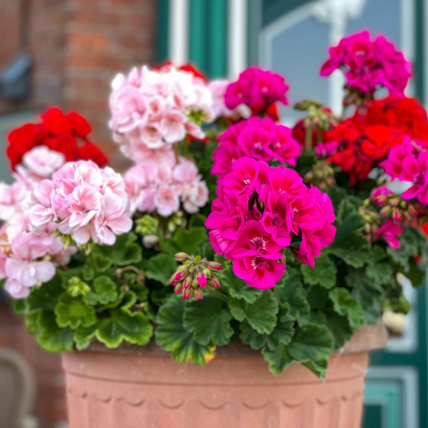 Geranium Seeds - Maverick Mix