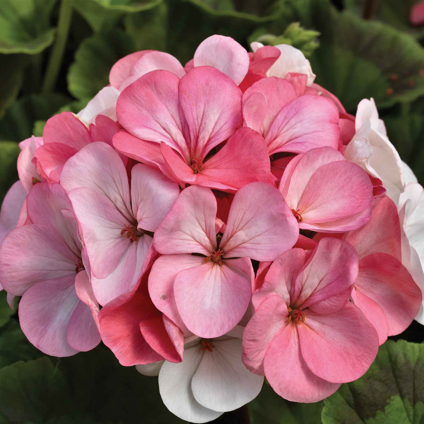 Geranium Seeds - Pinto Premium White to Rose