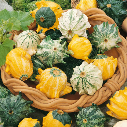 Gourd Seeds - Shenot Crown of Thorns