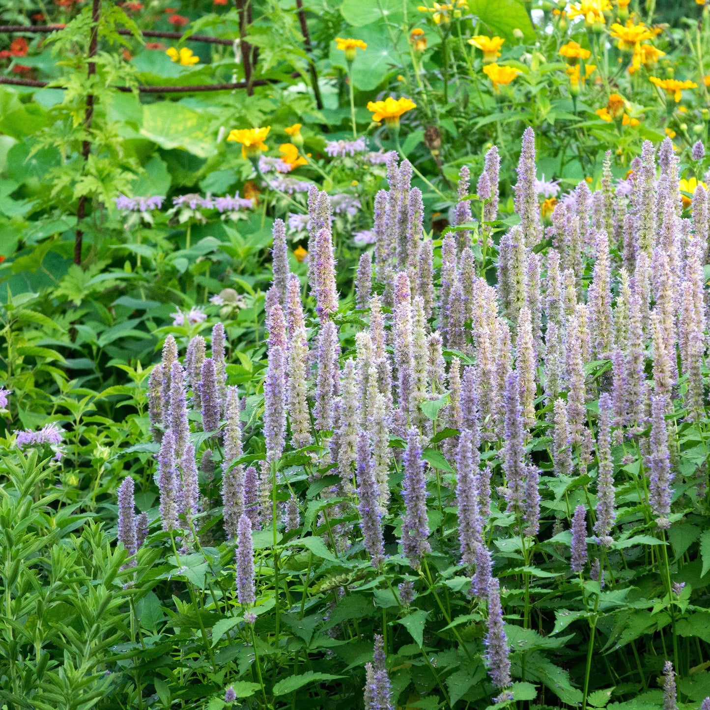 Hyssop Seeds - Giant Lavender Blue