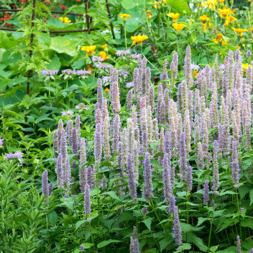 Hyssop Seeds - Giant Lavender Blue