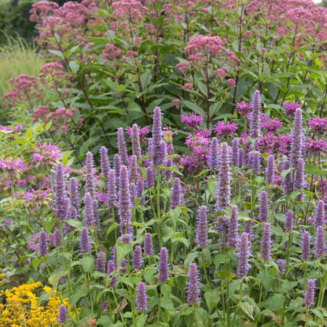 Hyssop Seeds - Giant Lavender Blue