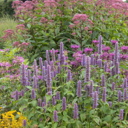 Hyssop Seeds - Giant Lavender Blue