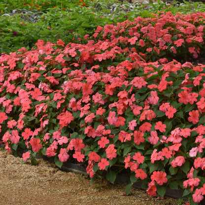 Impatiens Seeds - Beacon Coral